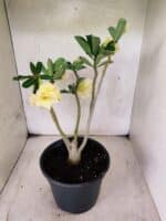 Planta Dobrada 3787 – 40cm – 03 anos - Imagem 6