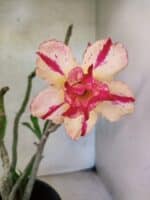 Planta Dobrada 3788 – 35cm – 03 anos - Imagem 6