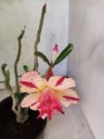 Planta Dobrada 3788 – 35cm – 03 anos - Imagem 4