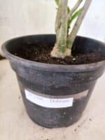 Planta Dobrada 3788 – 35cm – 03 anos - Imagem 8