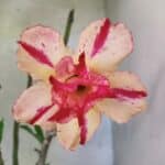 Planta Dobrada 3788 – 35cm – 03 anos