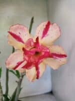 Planta Dobrada 3788 – 35cm – 03 anos