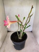 Planta Dobrada 3788 – 35cm – 03 anos - Imagem 7