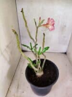 Planta Dobrada 3788 – 35cm – 03 anos - Imagem 5