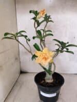 Planta Dobrada 3789 – 35cm – 03 anos - Imagem 2