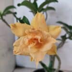 Planta Dobrada 3789 – 35cm – 03 anos