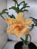 Planta Dobrada 3789 – 35cm – 03 anos