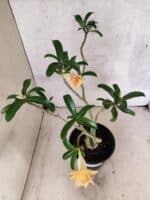 Planta Dobrada 3789 – 35cm – 03 anos - Imagem 7