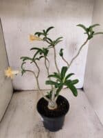 Planta Dobrada 3789 – 35cm – 03 anos - Imagem 6