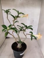 Planta Dobrada 3789 – 35cm – 03 anos - Imagem 5