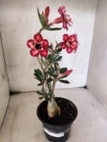 Planta Dobrada 3790 – 35cm – 03 anos - Imagem 2