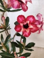 Planta Dobrada 3790 – 35cm – 03 anos - Imagem 6