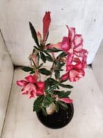 Planta Dobrada 3790 – 35cm – 03 anos - Imagem 4