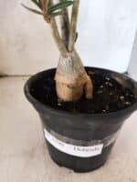 Planta Dobrada 3790 – 35cm – 03 anos - Imagem 9