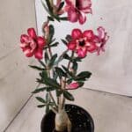 Planta Dobrada 3790 – 35cm – 03 anos