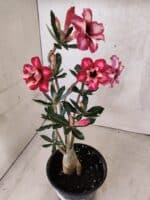 Planta Dobrada 3790 – 35cm – 03 anos