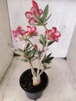 Planta Dobrada 3790 – 35cm – 03 anos - Imagem 8