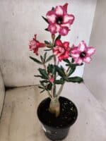 Planta Dobrada 3790 – 35cm – 03 anos - Imagem 7