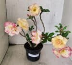 Planta Dobrada 3791 – 35cm – 03 anos