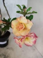 Planta Dobrada 3791 – 35cm – 03 anos - Imagem 3