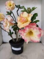 Planta Dobrada 3791 – 35cm – 03 anos - Imagem 4