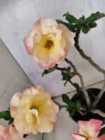 Planta Dobrada 3791 – 35cm – 03 anos - Imagem 8