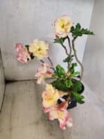 Planta Dobrada 3791 – 35cm – 03 anos - Imagem 6