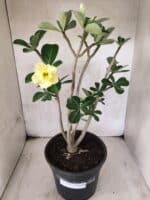 Planta Dobrada 3792 – 40cm – 03 anos - Imagem 2