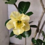 Planta Dobrada 3792 – 40cm – 03 anos