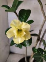 Planta Dobrada 3792 – 40cm – 03 anos