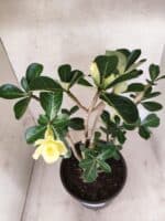 Planta Dobrada 3792 – 40cm – 03 anos - Imagem 4