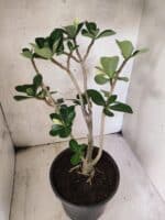 Planta Dobrada 3792 – 40cm – 03 anos - Imagem 6