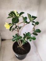 Planta Dobrada 3792 – 40cm – 03 anos - Imagem 5