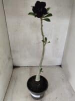 Planta Dobrada 3793 – 35cm – 03 anos - Imagem 2