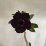 Planta Dobrada 3793 – 35cm – 03 anos