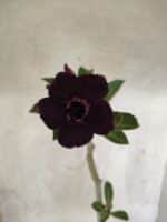 Planta Dobrada 3793 – 35cm – 03 anos