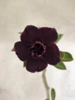 Planta Dobrada 3793 – 35cm – 03 anos - Imagem 4