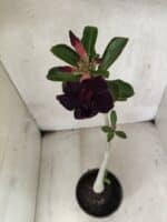 Planta Dobrada 3793 – 35cm – 03 anos - Imagem 5