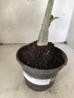 Planta Dobrada 3793 – 35cm – 03 anos - Imagem 7