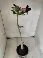 Planta Dobrada 3793 – 35cm – 03 anos - Imagem 6