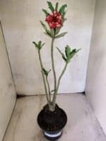 Planta Dobrada 3794 – 35cm – 03 anos - Imagem 2