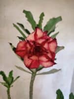 Planta Dobrada 3794 – 35cm – 03 anos