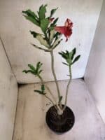 Planta Dobrada 3794 – 35cm – 03 anos - Imagem 6