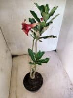 Planta Dobrada 3794 – 35cm – 03 anos - Imagem 5
