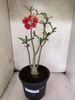 Planta Dobrada 3795 – 45cm – 03 anos - Imagem 2