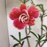 Planta Dobrada 3795 – 45cm – 03 anos