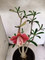 Planta Dobrada 3795 – 45cm – 03 anos - Imagem 4