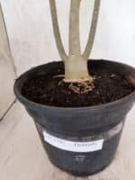 Planta Dobrada 3795 – 45cm – 03 anos - Imagem 7