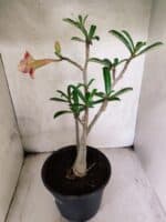 Planta Dobrada 3795 – 45cm – 03 anos - Imagem 6