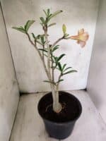 Planta Dobrada 3795 – 45cm – 03 anos - Imagem 5